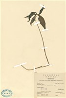 藏品(臺灣天南星)的圖片